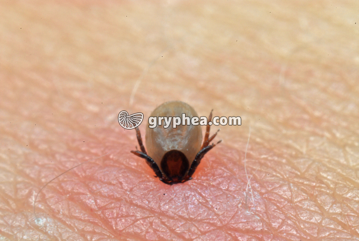 Tique en cours d'alimentation (Ixodes sp.) - gryphea.com